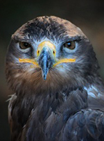 Aigle