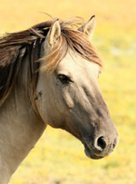 Cheval
