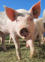 Cochon